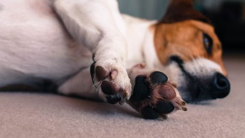 ÜLLATAV ⟩ Mille jaoks on koeral see lisavarbake?