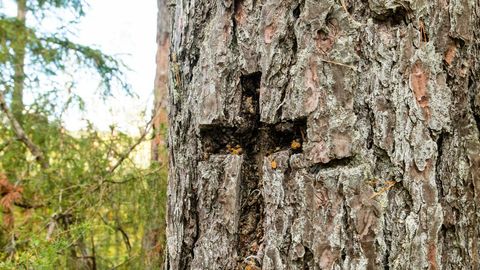 AIRI VÄRNIK ⟩ Vaimse tervise kriisi põhjast peegeldub religioosne nälg