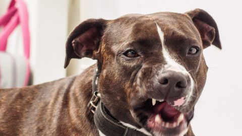 JUHTUM VILJANDIS ⟩ Oma lemmikuga jalutanud laps langes võõra koera rünnaku ohvriks