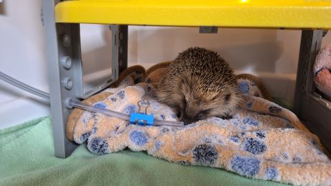 Hoiatus aiapidajatele: üks hooletu liigutus kevadkoristusel võib siilile elu maksta