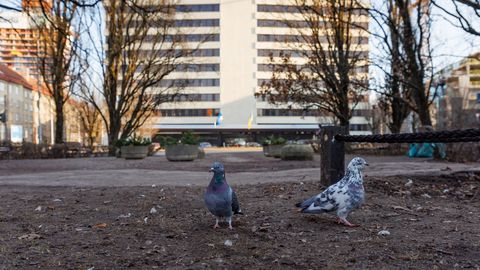 Tuul lennutas välisministeeriumi juures turvakotti dokumentidega