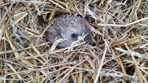 Lehehunnikust lõkkesse: kevadtööd ohustavad aedades peituvaid siile
