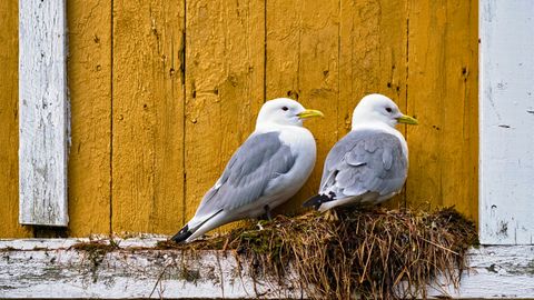 TASUB TEADA ⟩ 7 nippi, kuidas ennetada soovimatut pesitsust hoonel