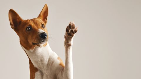 PÄEVAHOROSKOOP ⟩ 8. aprill: Jäär katsetab uusi meetodeid, Lõvil tasuks asjadele läheneda orginaalselt