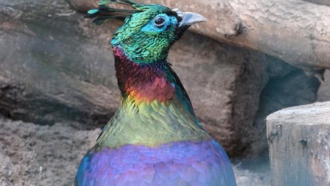 LOOMARIIK ⟩ Lume minek algatas korrastustööd ja pani loomad liikuma