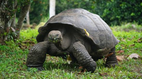 VAATA ⟩ Lemmikloom pani plehku: «Ta oli väga suur, sihikindel ja naeruväärselt raske dinosaurus»