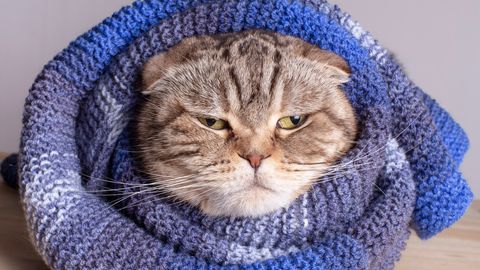 KASSIOMANIKU SPIKKER ⟩ Millal on nina nuhutamine süütu ja millal kiiresti loomaarsti poole pöörduda?