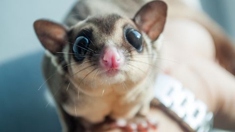 HARULDANE LEID ⟩ Teadlased avastasid elusalt loomad, keda peeti aastatuhandeid väljasurnuks