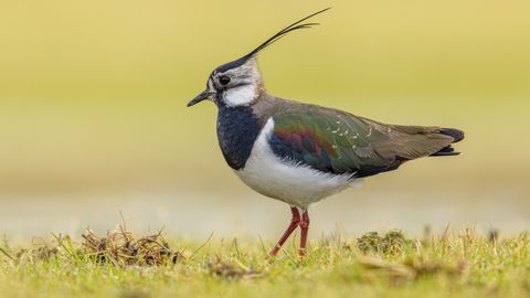 Teadlased kutsuvad eestlasi rändlindude saabumist jälgima