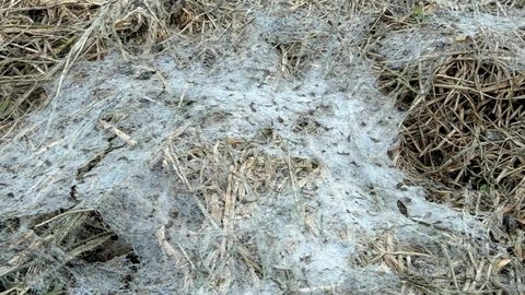 NÄDALA AED ⟩ Kevadekuulutaja lumiseen