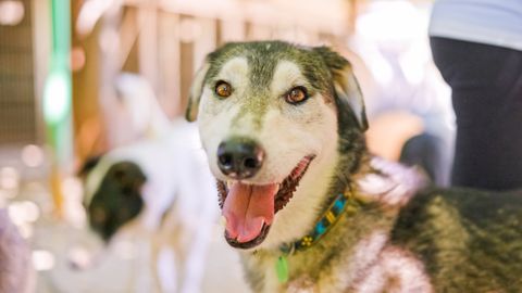 Kiip paljastas varjupaika toodud koera kohta midagi väga üllatavat
