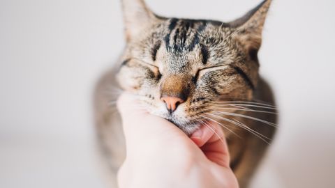 Miks kass nurrub? Põhjus võib olla ootamatu