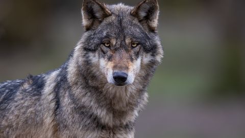 HARULDASED KAADRID ⟩ Kaamera ette jäi hetk, kuidas rebane ründas hundikutsikat