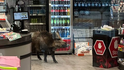 Berliinis tuli poodi eksinud metssea ohjamiseks korraldada politseioperatsioon