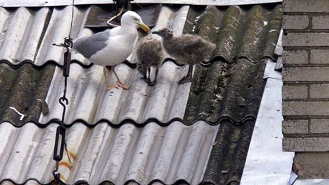 Keskkonnaamet: praegu on õige aeg ennetada soovimatut lindude pesitsemist