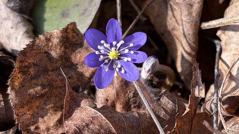 LOODUSKALENDER ⟩ Kask tilgub ja sinililled on väljas