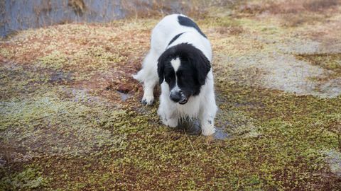 Võrumaal rabasse vajunud koer vajas päästjate abi