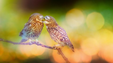 PÄEVAHOROSKOOP ⟩ 13. aprill: Kaksikute fantaasialend on kõrge, Skorpioni partnerlussuhted on täidetud õrna ja toetava energiaga