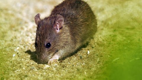 VÕIGAS ⟩ Inglismaa tänavatel hirmutavad inimesi jänesesuurused rotid