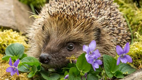 Uus uuring: okaskerad kuulevad ultrahelis ja võivad pidada «salajasi jutuajamisi»