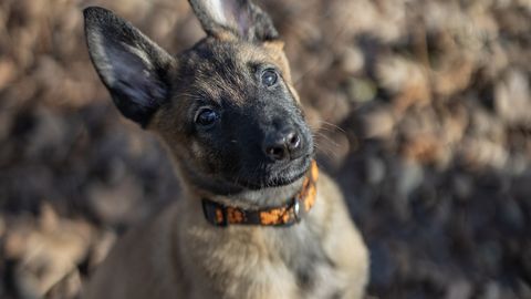 NUNNUMEETER LAES ⟩ Uued käpad teenistuses: politseikoer Raju paistab juba praegu silma raudse närviga