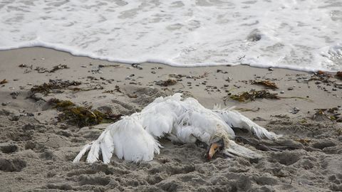 ÕUDUS ⟩ Piritalt leiti hunnik surnud luiki