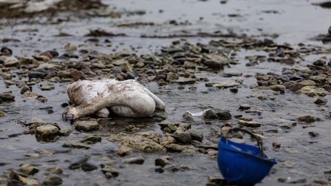 FOTOD ⟩ Piritalt ja Viimsist on leitud suur hulk tõenäoliselt linnugrippi surnud luiki