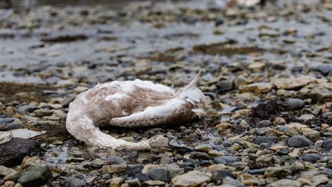 Linnugripp teeb vikatitööd nii metsa- kui ka veelindude seas