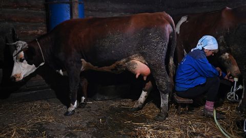 Venemaal hävitavad võimud taudile viidates loomakarju. Tegelik põhjus võib olla kohutav