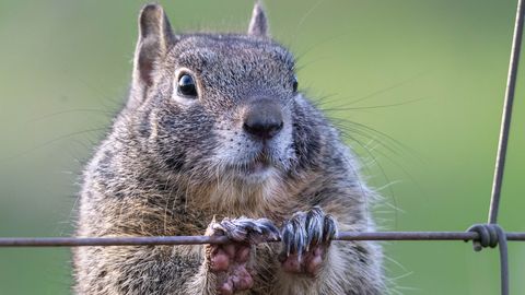 REFORM ⟩ Briti naelale ilmub orav