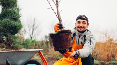 PEA MEELES ⟩ 5 puud, mida ei tohiks sissesõidutee äärde istutada