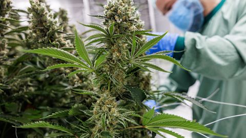 Uuring: kanep ei aita levinud vaimse tervise häirete vastu