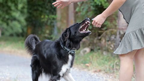 Oma last kaitsma läinud ema suri kohutavas koerte rünnakus
