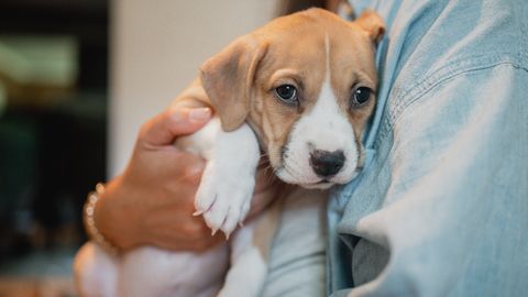 ŠOKEERIV ⟩ Turvakaamera tabas hetke, kuidas üheksa koera varjupaiga ukse ette maha jäeti