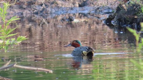 KAS TUNNED ÄRA? ⟩ Kuula, mis häält teeb piilpart ja veel neli soodes pesitsevat linnuliiki
