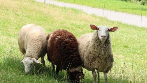 VIDEO ⟩ Vormsi hobitalu võitleb liiga ulakate lemmikutega: «Nad on täielikud nutilambad»