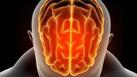 VÄRSKE UURING ⟩ Terava mälu saladus peitub hoopis kõhus