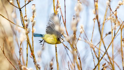 LOODUSVAATLUS ⟩ Suur jääminek jäi nägemata, linnukevad kulgeb rahulikus tempos