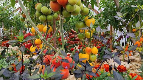Väärt nõuandeid tugevate tomatitaimede kasvatamiseks