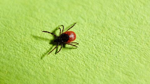 PUUGID LIIKVEL ⟩ 6 olulist sammu, et hoida puugid koduaiast eemal