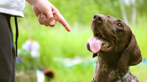 Koeratreener: see on kõige tähtsam käsklus, mida oma koerale õpetada