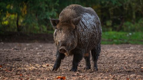 VAATA ⟩ Metssiga külastas kaubanduskeskust: sekkuma pidi politsei