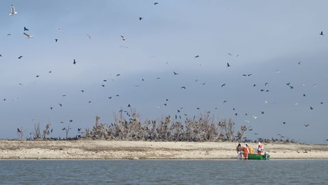 Tuuletantsija hakkab Pärnu jõel kormorane peletama