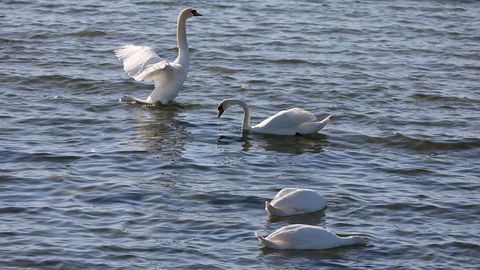 Tallinnas hakati randadest surnud luiki kokku korjama