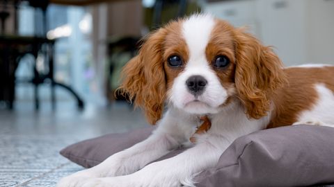 Koer ei taha üksi koju jääda? See kasulik nipp võib mure lahendada