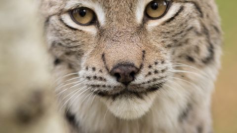 VAATA JA KUULA ⟩ Pärnumaal jäi rajakaamera ette ilves, kes häälekalt paarilist otsis