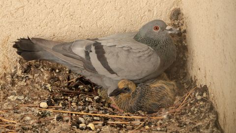 Miks me ei näe tuvipoegi? Vastus on lihtsam, kui sa arvatagi oskad