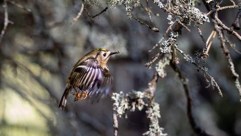 LOODUSFOTO ⟩ Pöialpoiss ripub õhus nagu koolibri