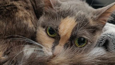 PÄEVAKÄPP ⟩ 13-aastane Beatrice kaotab kassitoas eluisu ning vajab kiiresti uut kodu