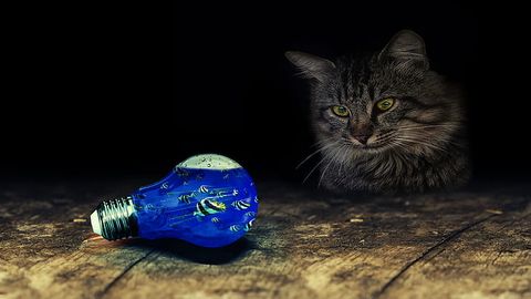 Elekter meile reedest rõõmu ei tee